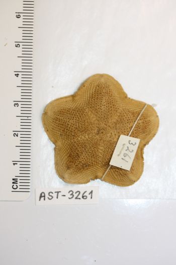 Media type: image;   Invertebrate Zoology AST-3261 Description: Preserved specimen.;